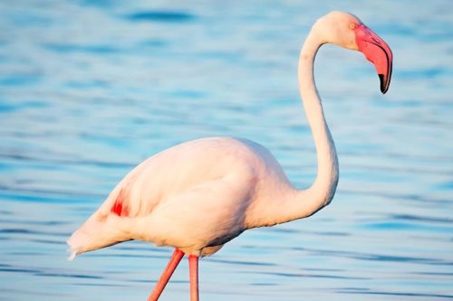 LAGHI E ZONE UMIDE – Parco Nazionale del Circeo