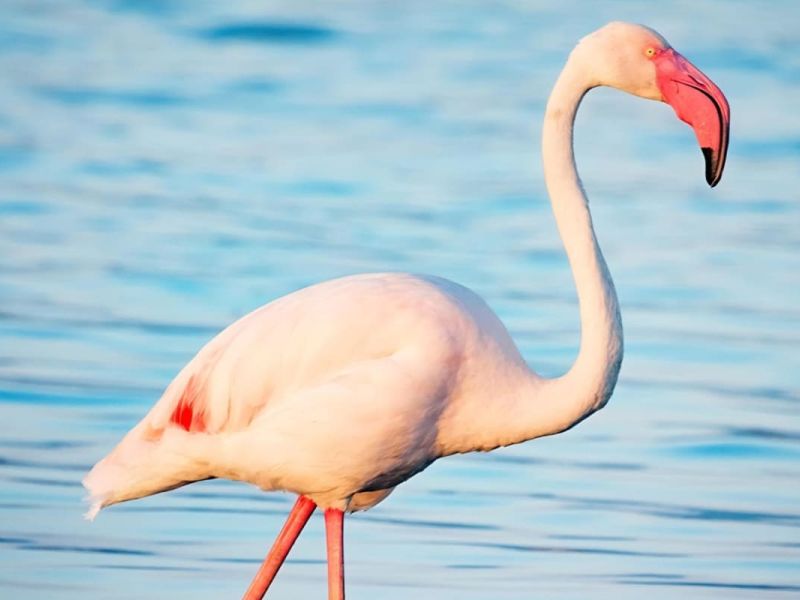 LAGHI E ZONE UMIDE – Parco Nazionale del Circeo